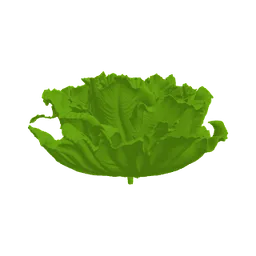 Baby size at week 36: about the size of a head of lettuce